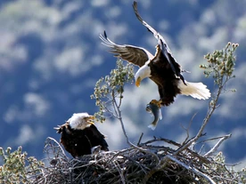 75854f 43ec513e0b7b4945849350b7618492cb Mv2